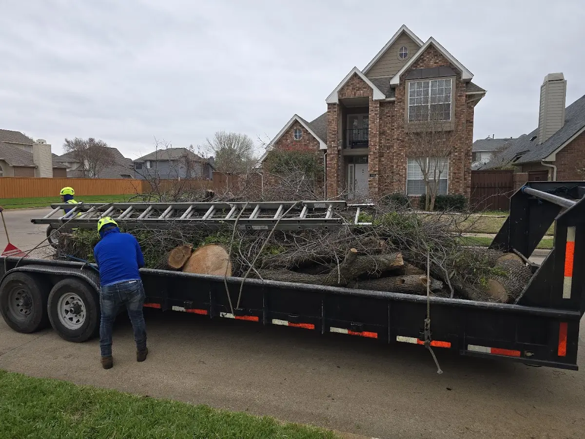 Expert Tree Pest Control with proper safety equipment in Clearlake
